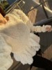 韩国洋气毛绒绒时尚套装 23冬季荷叶收腰短袖上衣+手套两件套