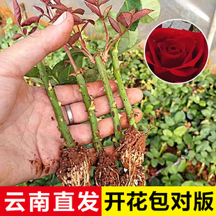玫瑰小苗盆栽花苗浓香型月季花苗四季开花庭院绿化树苗扦插花卉