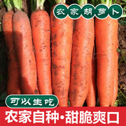 现挖胡萝卜5斤即食带泥新鲜蔬菜产地农家，自种应季水果胡萝卜新鲜