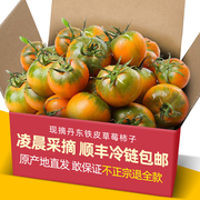 正宗丹东铁皮草莓柿子5斤大果自然熟绿腚西红柿大连新鲜碱地番茄