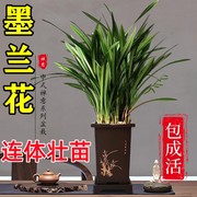 墨兰兰花苗大花卉盆栽室内浓香绿植物金边企黑贺岁兰四季好养