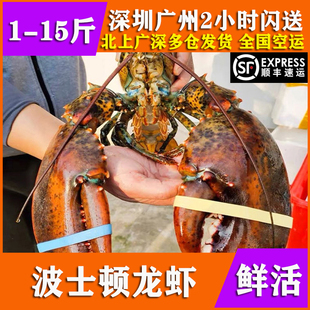 鲜活波士顿龙虾特超大10斤新鲜海鲜水产帝王，蟹澳洲花奥龙大小龙虾