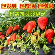 草莓种籽四季室内种植水果，种子盆栽庭院阳台蔬菜种子食用菜籽