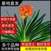 开花君子兰盆栽圆头和尚大苗漳州和尚，室内植物带花苞兰花绿植客厅