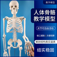 85cm全身骨架成人小人体骨骼模型