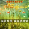 鱼缸装饰水草种子造景活体草缸浮萍植物懒人睡莲水草种籽碗莲种孑