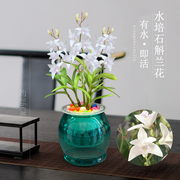 水培植物香水石斛兰花盆栽，苗室内好养花卉和鱼，共养文心兰带花苞香