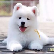 铁岭萨摩耶幼犬纯种萨摩耶犬活体微笑天使萨摩耶小狗雪橇犬哈士奇