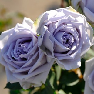 超蓝色礼服月季苗，欧月切花蓝紫色阳台盆栽，四季开花扦插苗