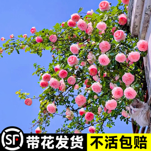 粉色龙沙宝石蔷薇爬藤本月季，花苗盆栽四季浓香玫瑰花卉植物庭院开