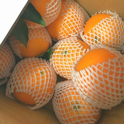 秭归春橙 伦晚脐橙中大个橙子新鲜水果5-10斤当季现摘手剥橙