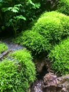 苔藓微景观雨林缸短绒细羽大灰藓北京花卉白发苔藓假山草空凤