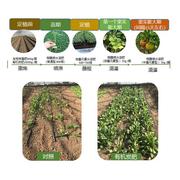 农科院有机肥料花卉植物蔬菜瓜果通用多种元素营养水溶肥炭基质肥