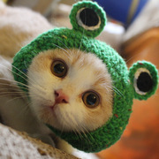 宠物猫咪卡通耳朵小帽子女秋冬可爱款小奶猫针织毛线头饰用品