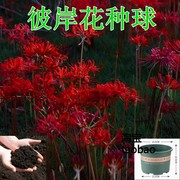 盆土植物石蒜彼岸花盆栽花卉室内绿植物四季水生开花客厅庭院植物