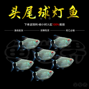 银屏灯鱼小球灯红眼皮球灯灯科鱼观赏鱼热带鱼小型灯淡水鱼鱼包活