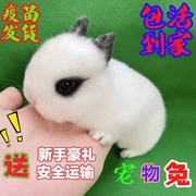 可繁殖活体侏儒兔茶杯兔室内养殖宠物兔小型家养小白兔活体垂耳兔