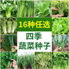 蔬菜种子大全四季小青菜白菜，生菜莴笋芹菜萝卜，小香葱秋天种菜种籽