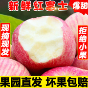 山西红富士苹果新鲜水果应季脆甜现摘丑苹果10斤冰糖心整箱批