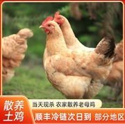 苏北散养草鸡黄油，土老母鸡两只净重，5——6斤