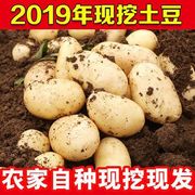 新鲜土豆农家自种蔬菜黄心大土豆马铃薯洋芋现挖9斤