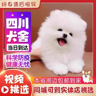 四川犬舍茶杯犬博美俊介犬纯种，宠物活体狗小型白色网红狗幼犬