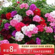 惠惠的花园天竺葵夏日玫瑰等重瓣花苗盆栽阳台窗台四季开花植物