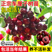 车厘子树苗南方北方种植盆栽庭院，果树矮化正宗新鲜樱桃树大樱桃苗