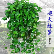 大盆绿萝绿植室内吸甲醛盆栽花卉办公室植物客厅长藤绿箩爬藤大叶