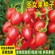 圣女果种子小番茄种籽西红柿，种孑四季播盆栽，庭院水果蔬菜种子大全