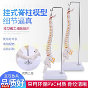 人体脊柱模型人体骨骼模r型脊椎45CM带颈椎胸椎尾椎椎骨骨盆模型