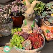多肉植物兔子花盆卡通动物龙猫创意可爱树脂 幼儿园盆栽生日礼物