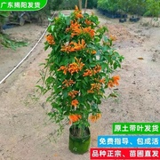 含原土原袋炮仗花爬藤植物长藤鞭炮花卉四季常青绿植盆栽庭院