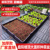 特大种植箱种菜专用箱楼顶家庭阳台菜盆长方形种菜盆塑料花盆