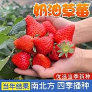 四季奶油草莓种子四季室内阳台盆栽苗易活红草莓种籽高产水果种子