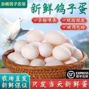 新鲜鸽子蛋10枚超大蛋，独享装纯粮，喂养无添加孕妇宝宝辅食