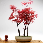 红枫叶盆栽植物室内盆景树，四季中国红日本红枫，美国红枫原生花木