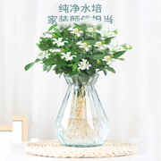 水培九里香花卉盆栽绿植浓香四季花驱蚊驱虫植物室内阳台净化空气