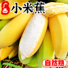 广西香蕉新鲜小米蕉水果，小香芭蕉苹果蕉9斤自然熟当季整箱10