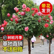 棒棒糖月季四季开花树桩大花卉植物庭院带花玫瑰树状特大月季花苗