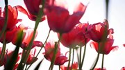 荷兰进口郁金香种球 洋荷花种子盆栽室内花卉庭院办公桌土培水培