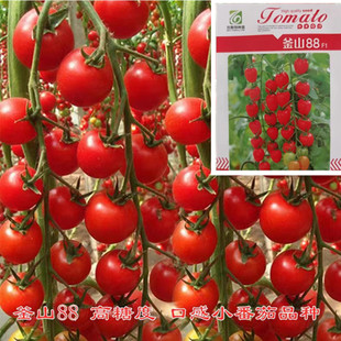 釜山88红色樱桃番茄种子特色玲珑果抗病高产口感小番茄种子圣女果
