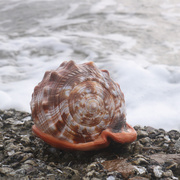 网红万宝螺天然超大海螺贝壳四大名螺鱼缸造景水族装饰品摆件