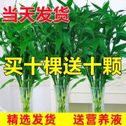 富贵竹水培植物客厅招发财竹子节节高粗大杆带根绿植百合花卉植物