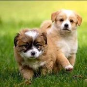 中华田园犬小黄狗幼崽2-3个月，小花狗幼犬白色，活的小狗看家狗活体