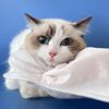 猫咪清洁手套宠物免洗湿巾狗狗清洁眼部免洗澡专用纸巾干洗用品