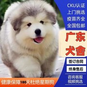 深圳犬舍纯种阿拉斯加幼犬，狗狗雪橇犬灰黑棕红色，熊版幼犬小狗