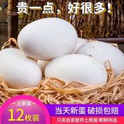 新鲜鹅蛋农家散养土鹅蛋孕妇去胎毒双黄大鹅蛋买六送六12枚