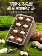乌龟蛋可孵化小宠物草龟巴西龟活物孵化器箱乌龟缸儿童DIY套装盒