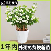 茉莉花苗盆栽带花苞老桩植物室内桌面浓香花卉四季开花好养好养